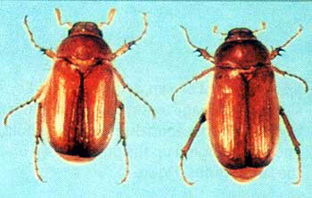 European Chafer